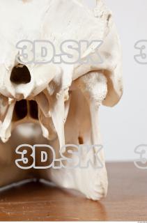 Skull photo reference 0057